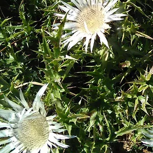 Carlina Bianca Casa vacanze